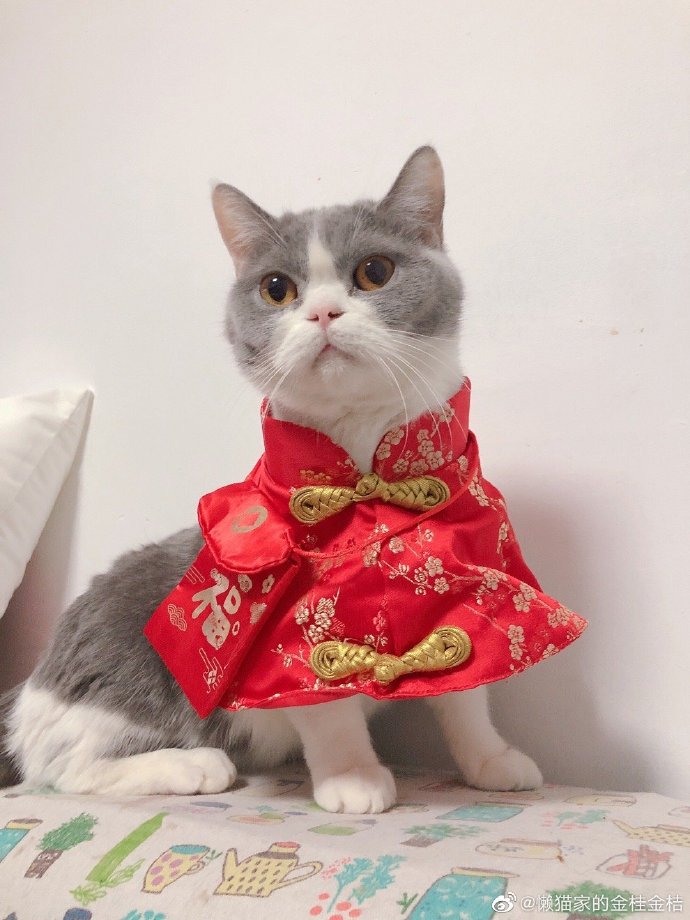 猫图片|宠物猫|猫咪|