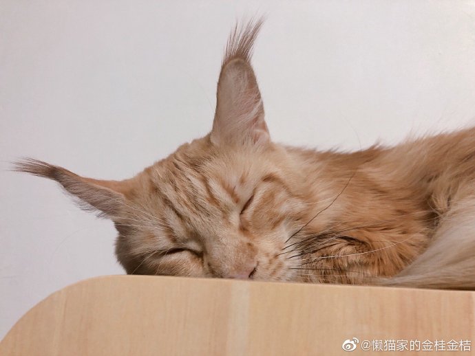 猫图片|宠物猫|猫咪|