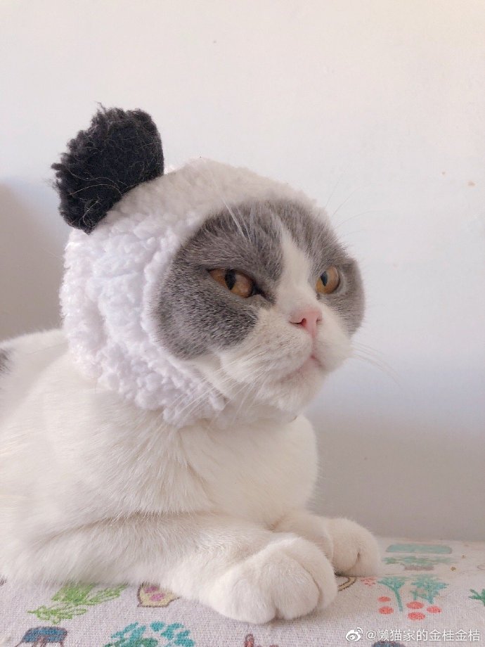 猫图片|宠物猫|猫咪|