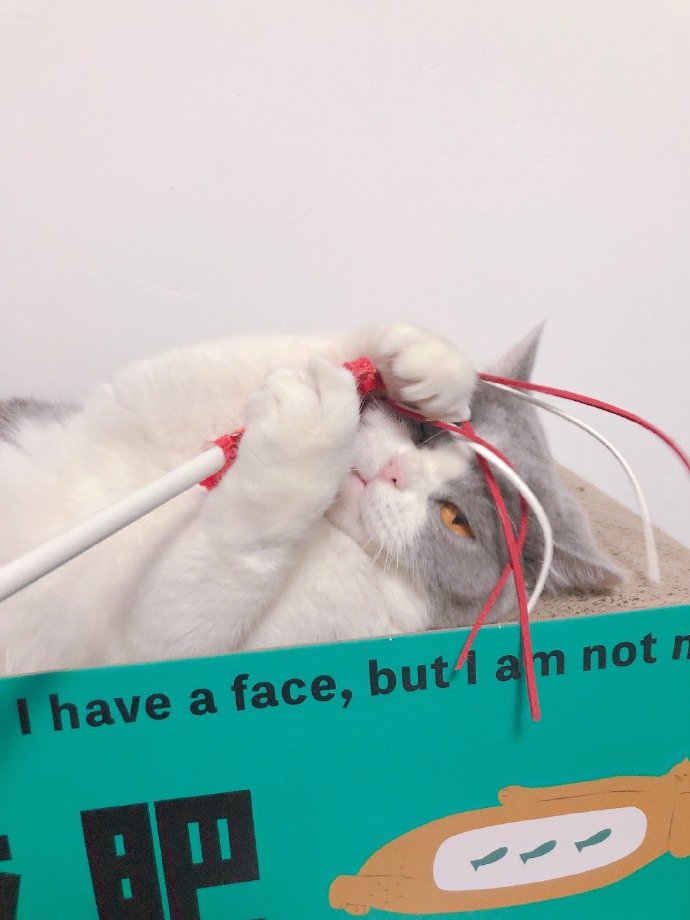 猫图片|宠物猫|猫咪|