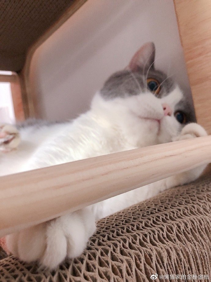 猫图片|宠物猫|猫咪|