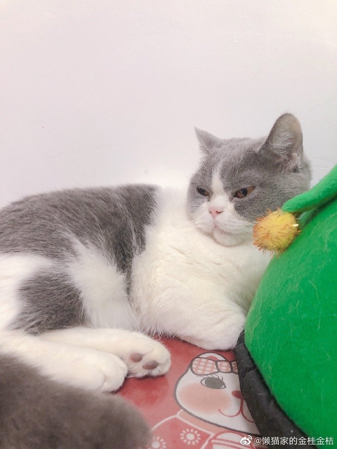 猫图片|宠物猫|猫咪|