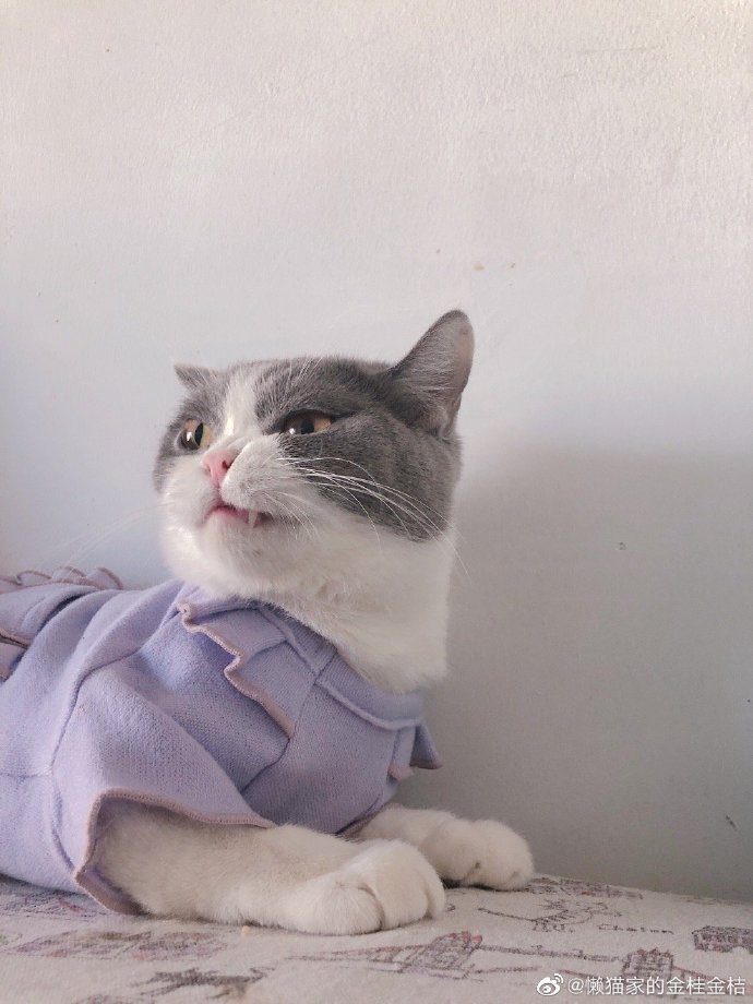 猫图片|宠物猫|猫咪|