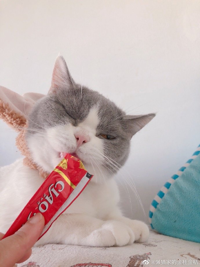 猫图片|宠物猫|猫咪|