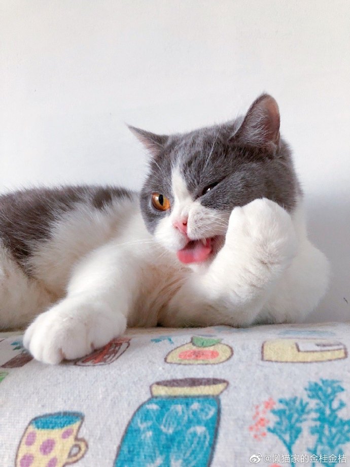 猫图片|宠物猫|猫咪|