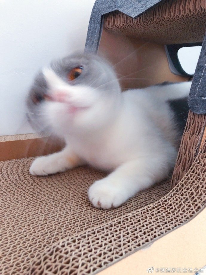 猫图片|宠物猫|猫咪|