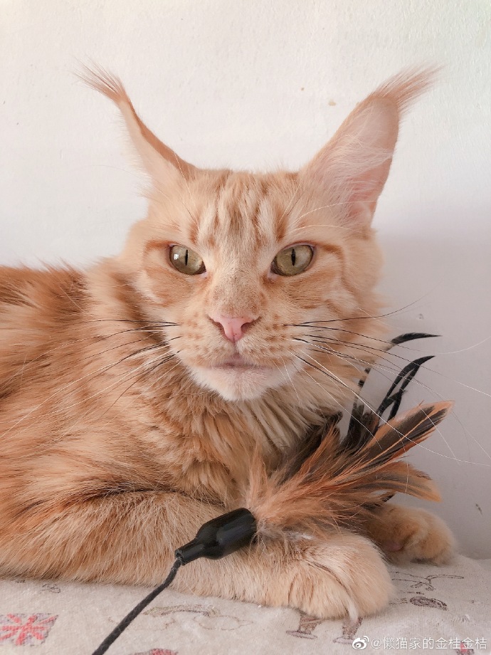 猫图片|宠物猫|猫咪|