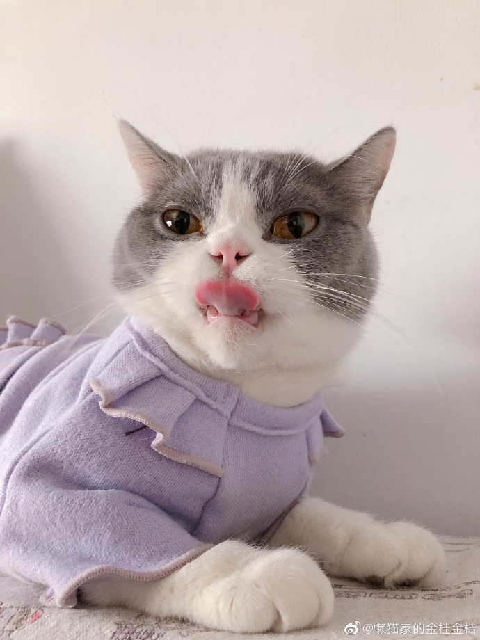 猫图片|宠物猫|猫咪|