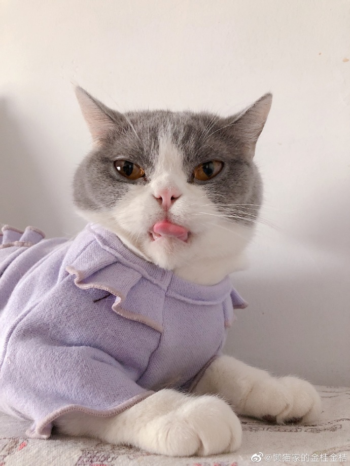 猫图片|宠物猫|猫咪|