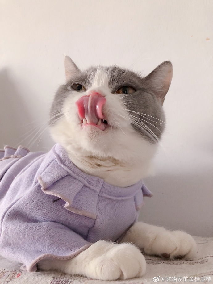 猫图片|宠物猫|猫咪|