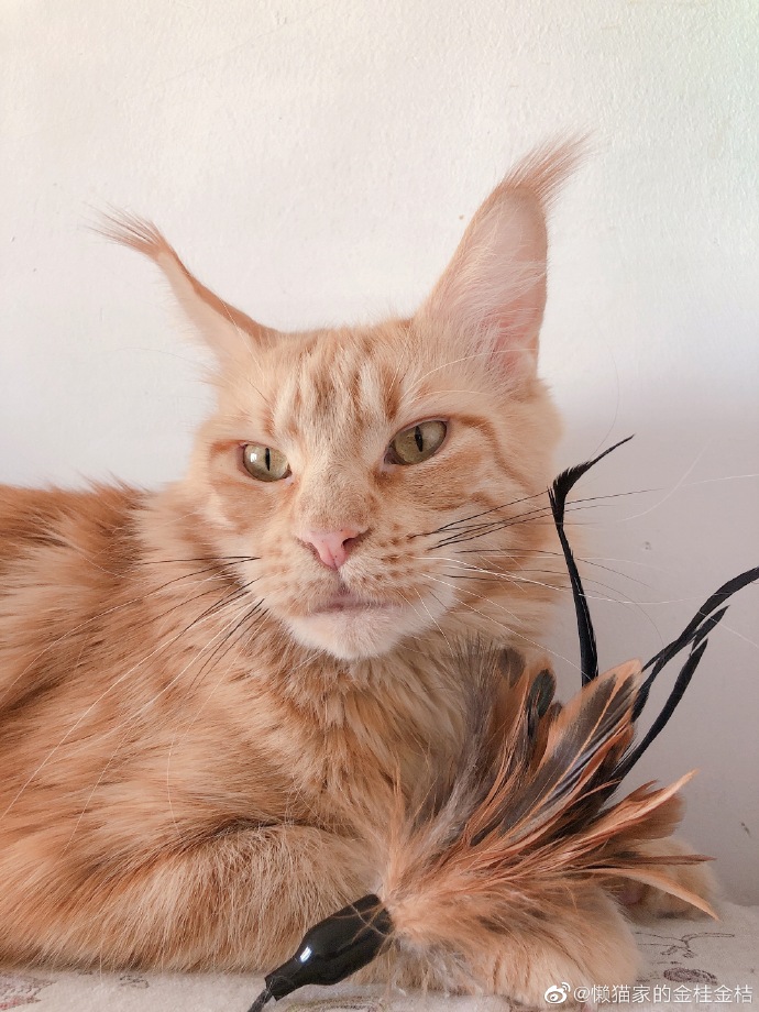 猫图片|宠物猫|猫咪|