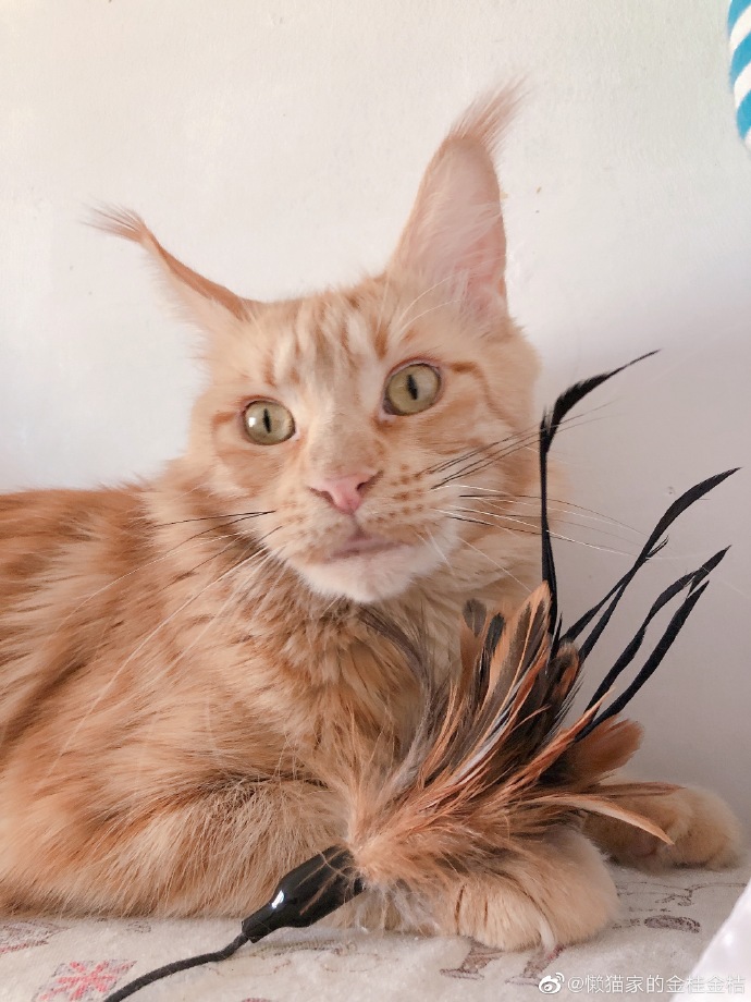 猫图片|宠物猫|猫咪|