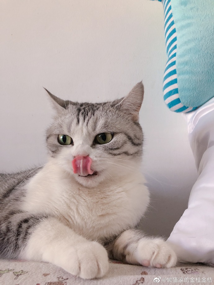 猫图片|宠物猫|猫咪|