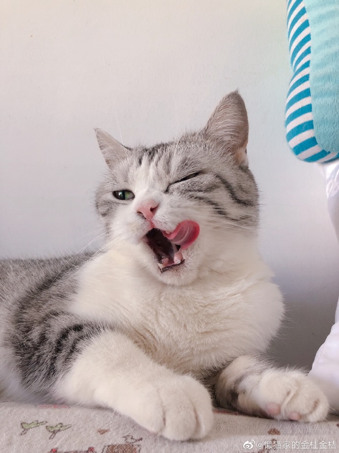 猫图片|宠物猫|猫咪|