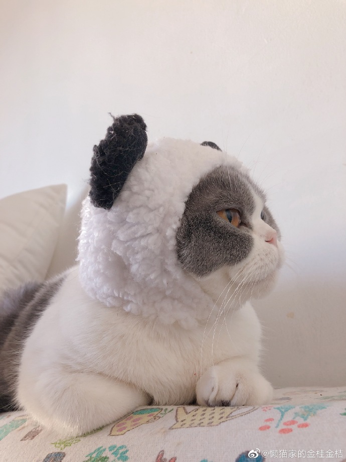 猫图片|宠物猫|猫咪|