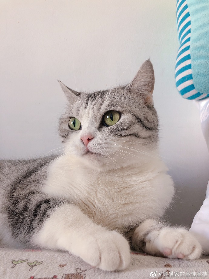 猫图片|宠物猫|猫咪|