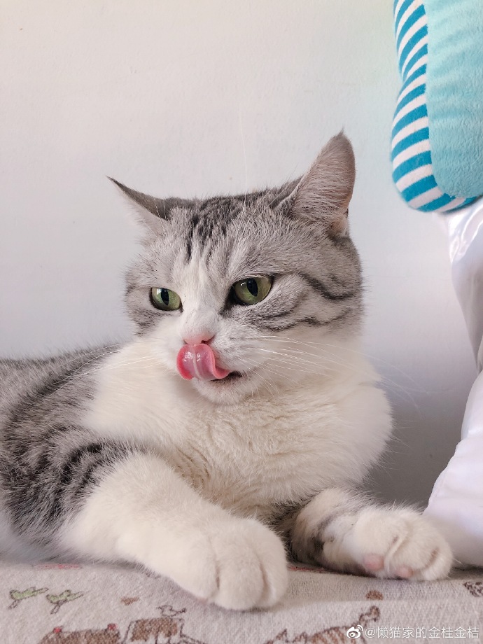 猫图片|宠物猫|猫咪|