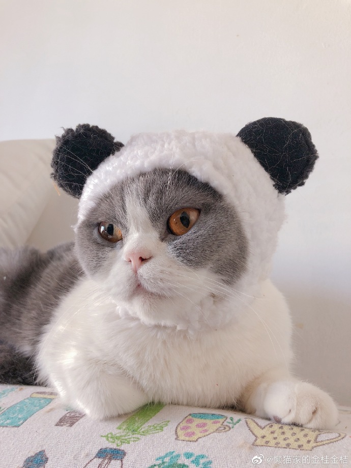 猫图片|宠物猫|猫咪|