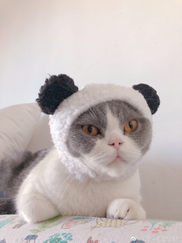 猫图片|宠物猫|猫咪|