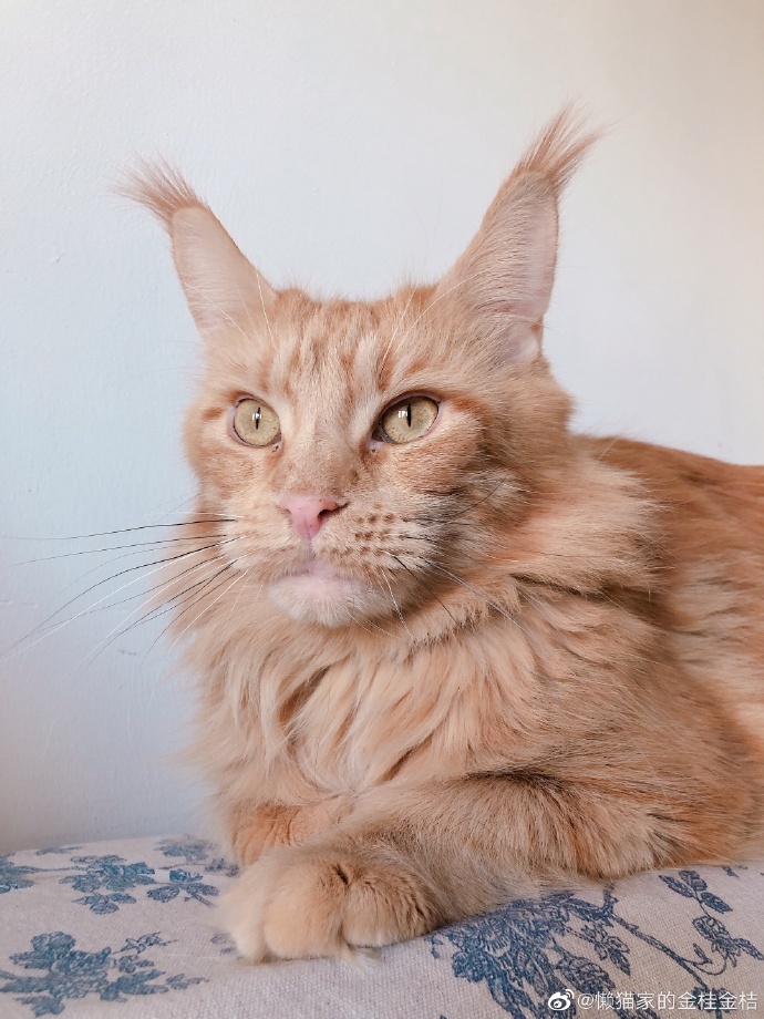 猫图片|宠物猫|猫咪|