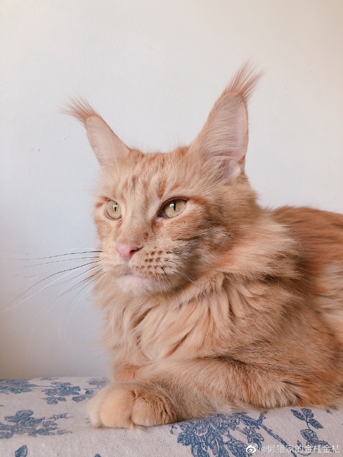 猫图片|宠物猫|猫咪|