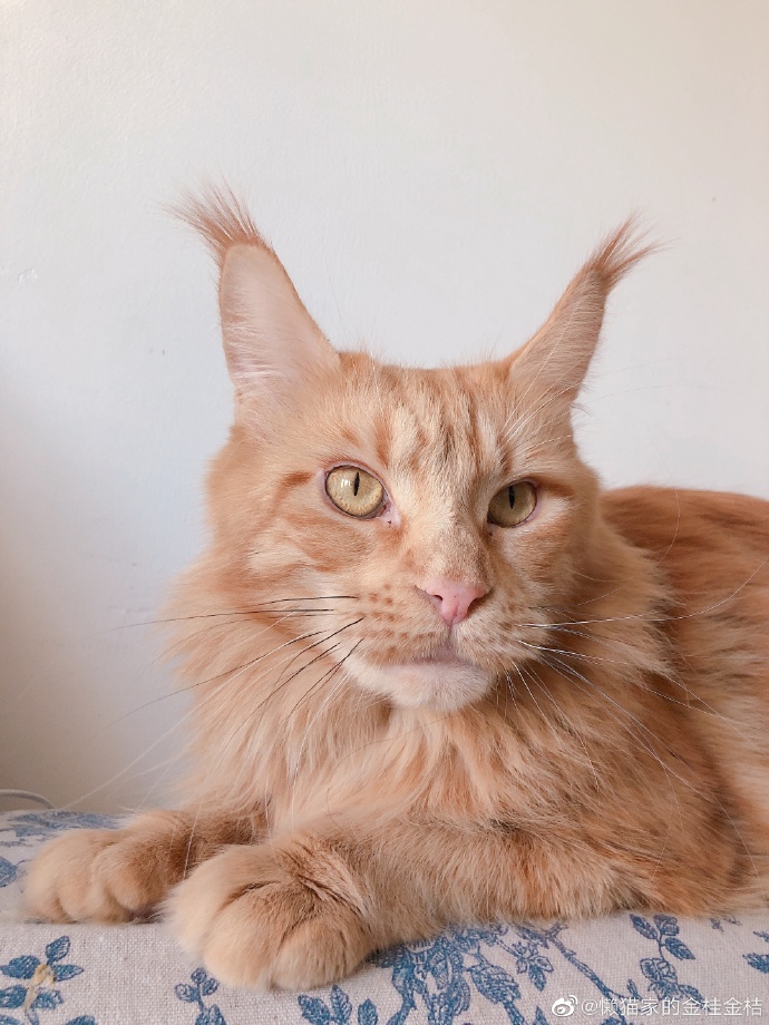 猫图片|宠物猫|猫咪|