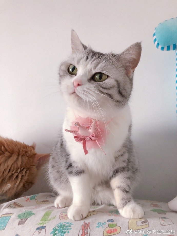 猫图片|宠物猫|猫咪|