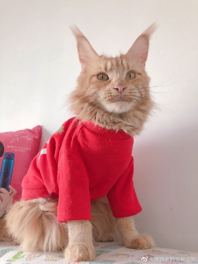 猫图片|宠物猫|猫咪|