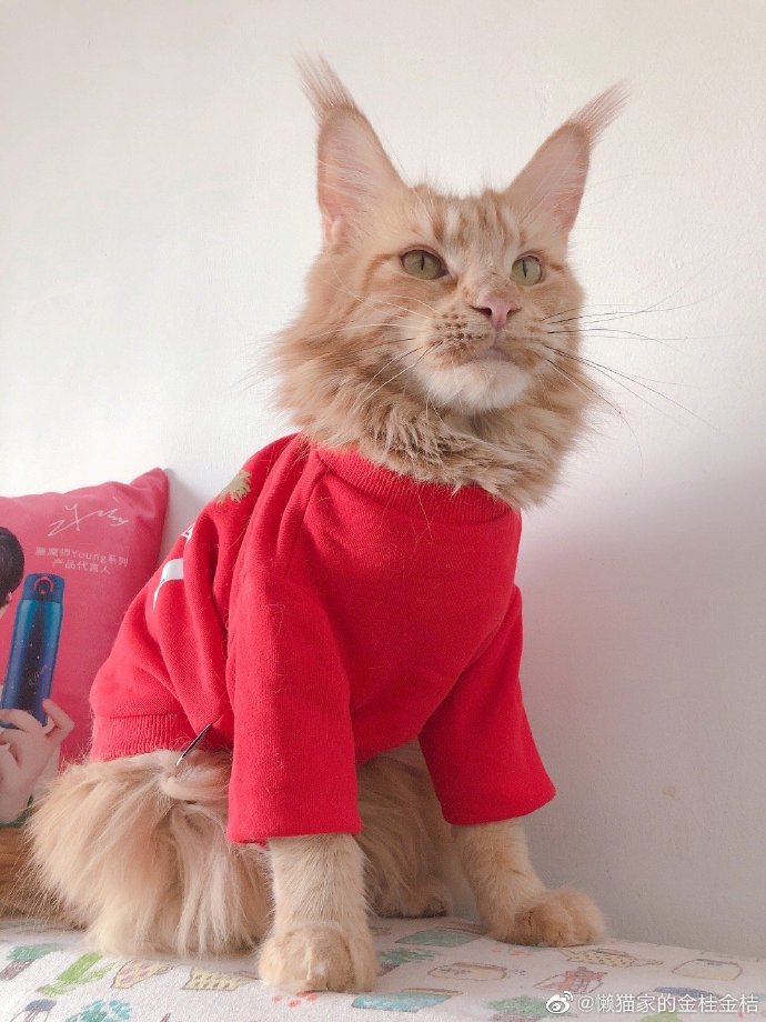 猫图片|宠物猫|猫咪|