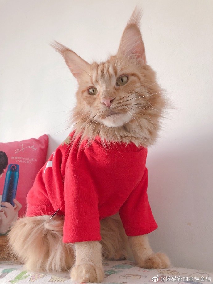 今天的问题又来了 桂桔桃谁的jiojio肉球最软乎呢