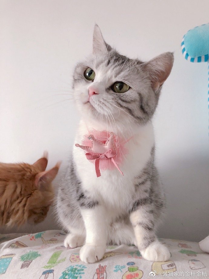 猫图片|宠物猫|猫咪|