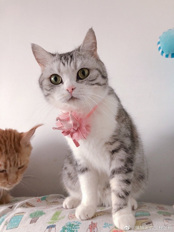 猫图片|宠物猫|猫咪|