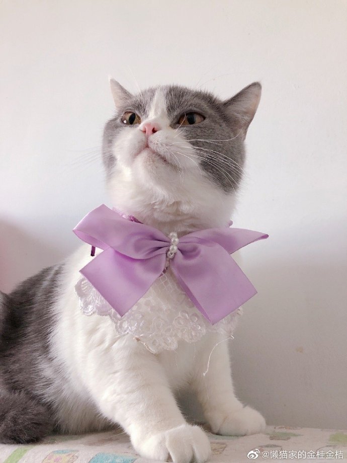 猫图片|宠物猫|猫咪|