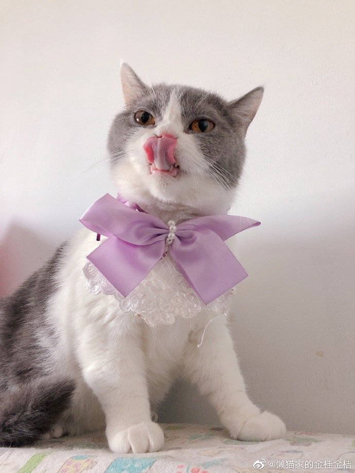 猫图片|宠物猫|猫咪|