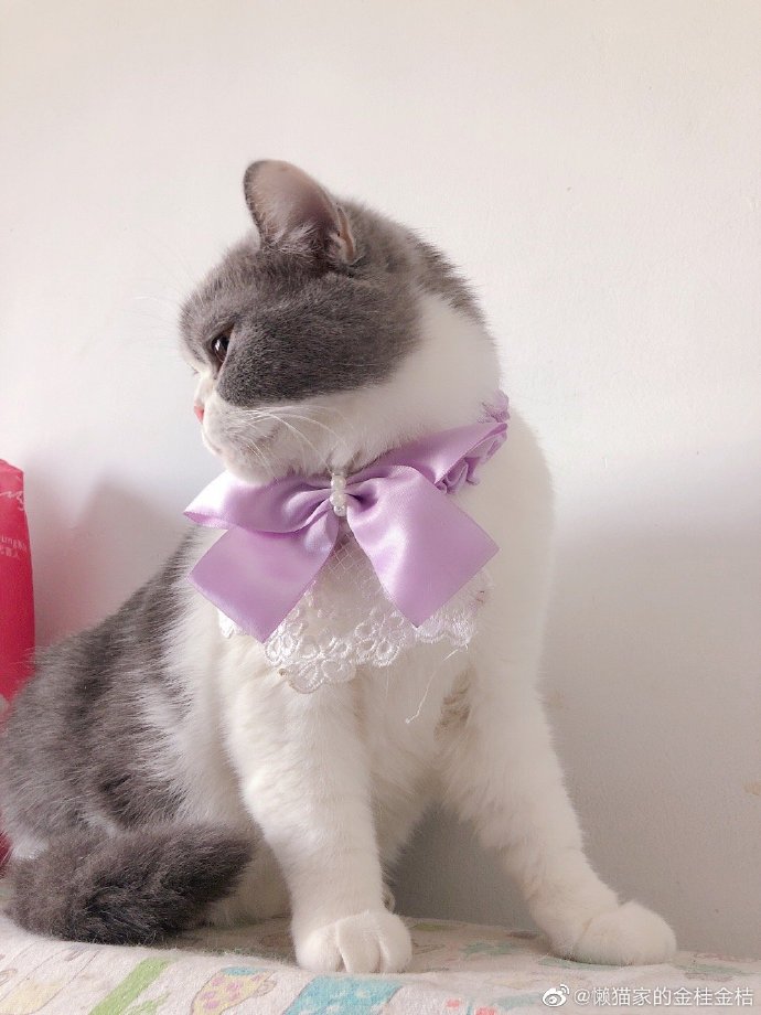 猫图片|宠物猫|猫咪|