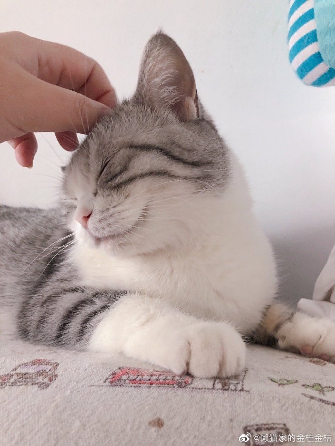 猫图片|宠物猫|猫咪|