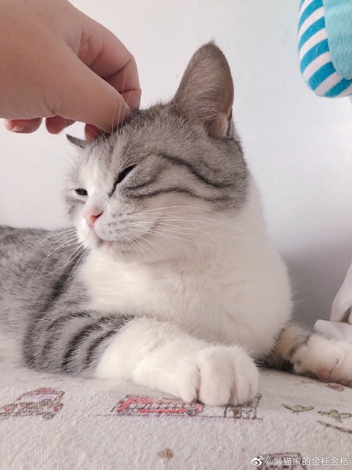 猫图片|宠物猫|猫咪|