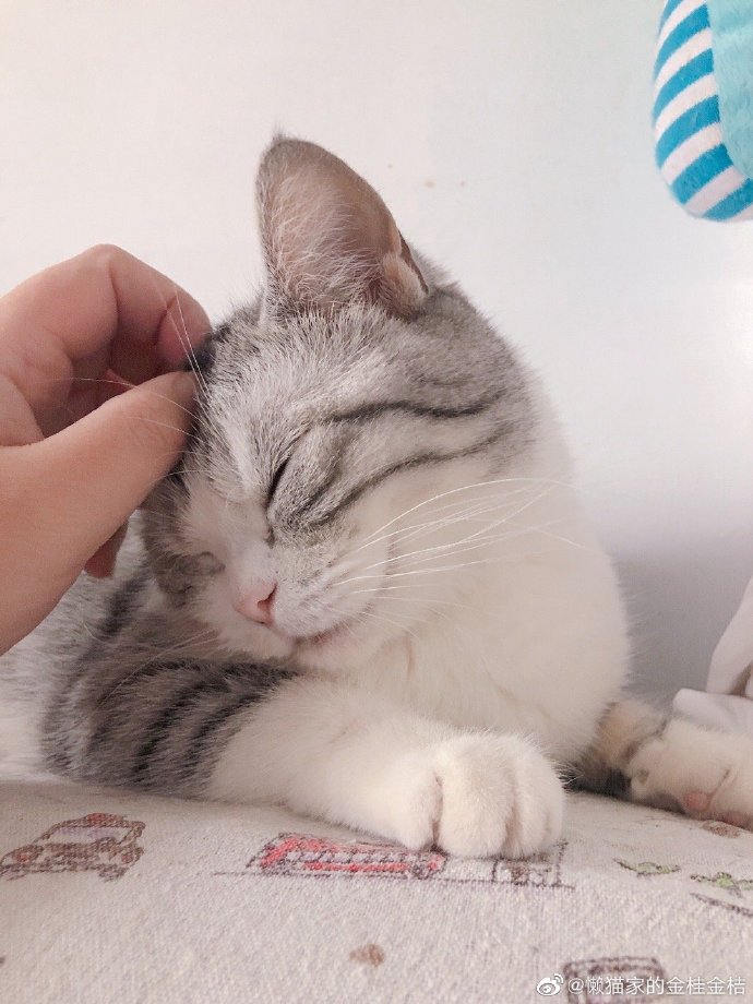 猫图片|宠物猫|猫咪|