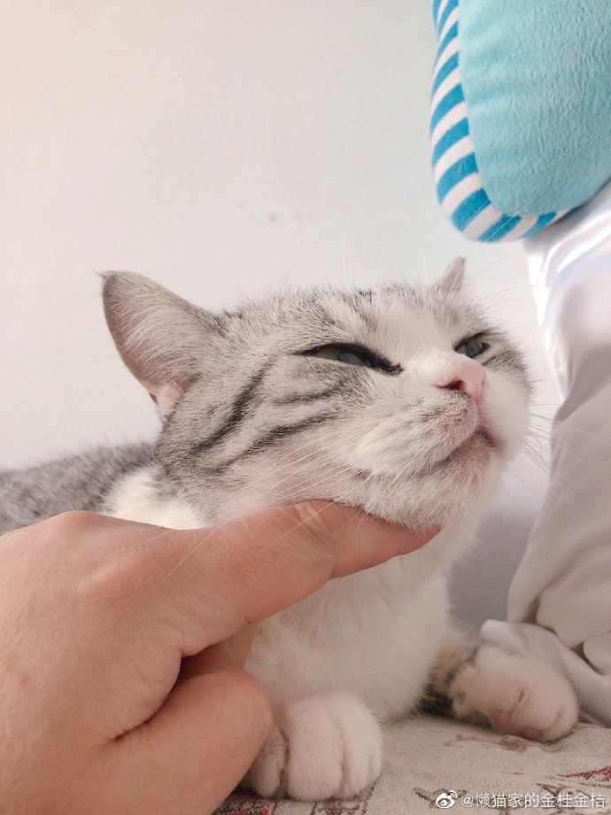 猫图片|宠物猫|猫咪|