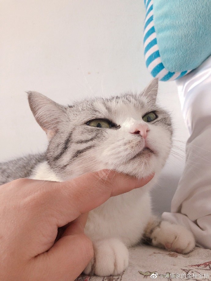 猫图片|宠物猫|猫咪|