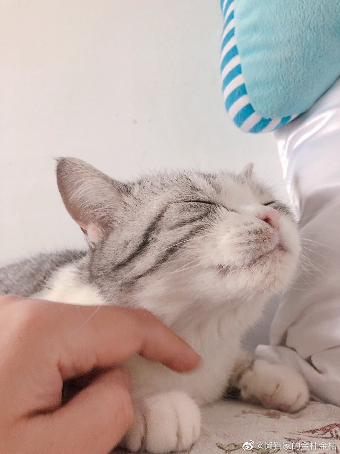 猫图片|宠物猫|猫咪|