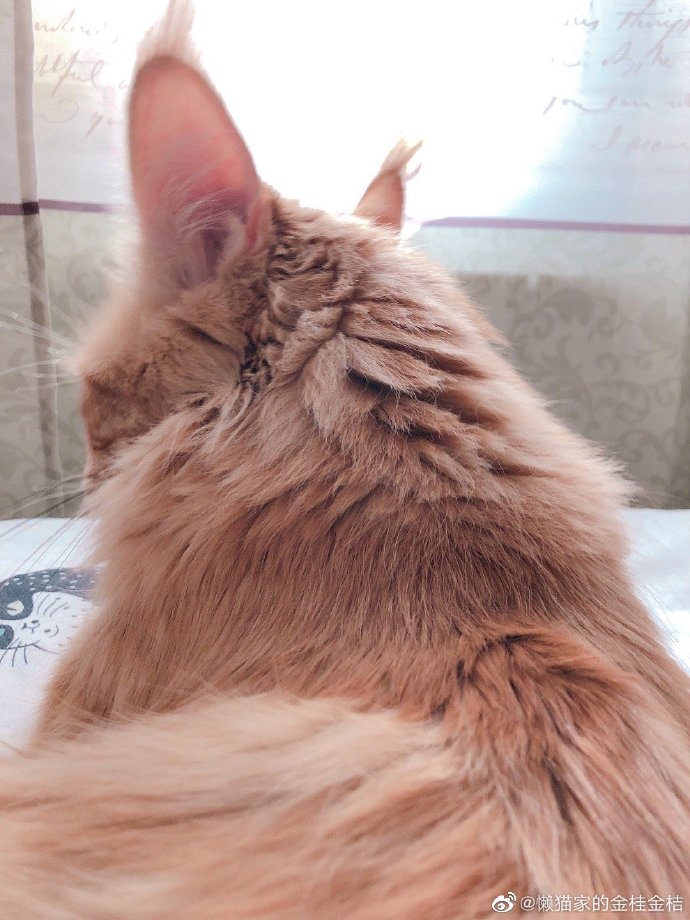 猫图片|宠物猫|猫咪|