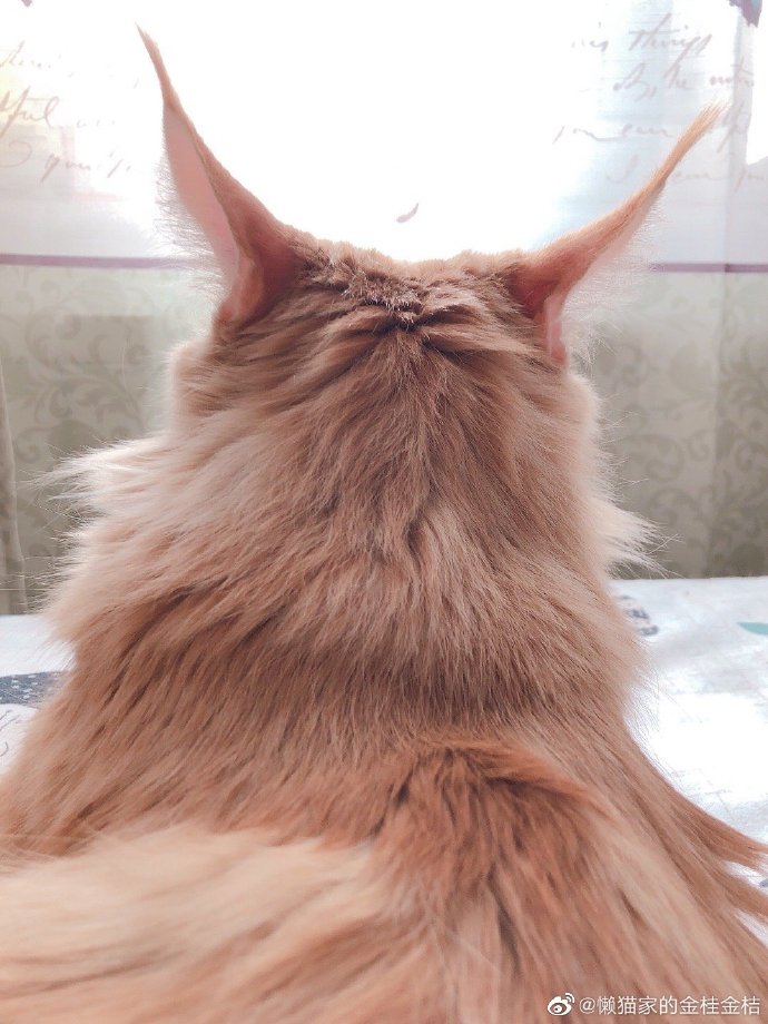 猫图片|宠物猫|猫咪|