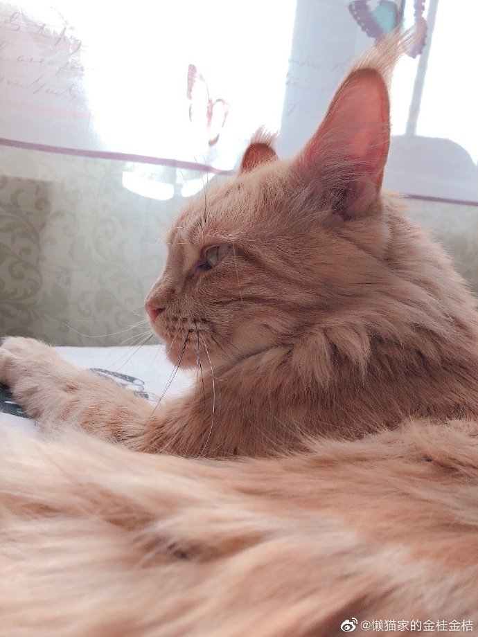 猫图片|宠物猫|猫咪|