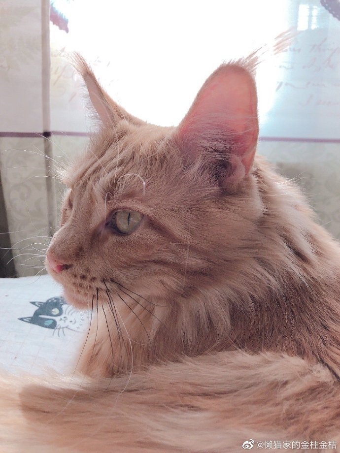 猫图片|宠物猫|猫咪|