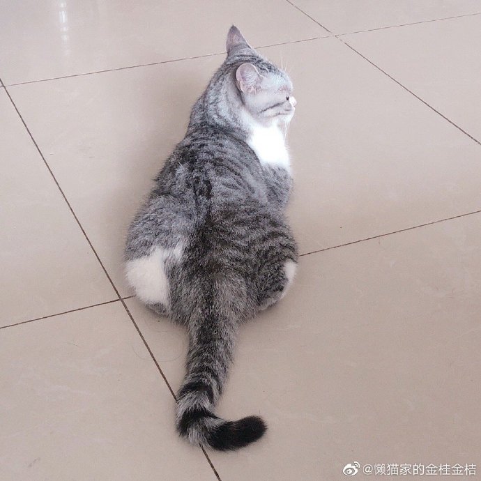 猫图片|宠物猫|猫咪|