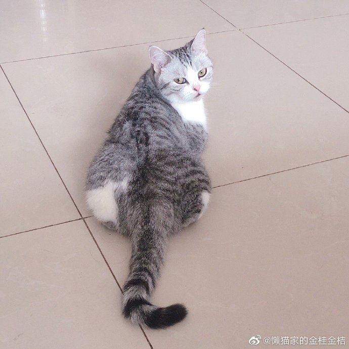 猫图片|宠物猫|猫咪|