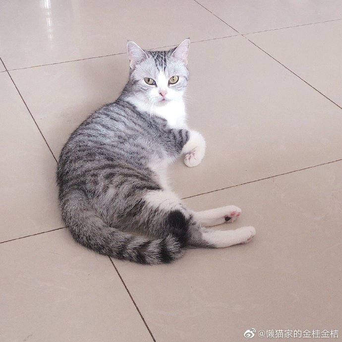 猫图片|宠物猫|猫咪|