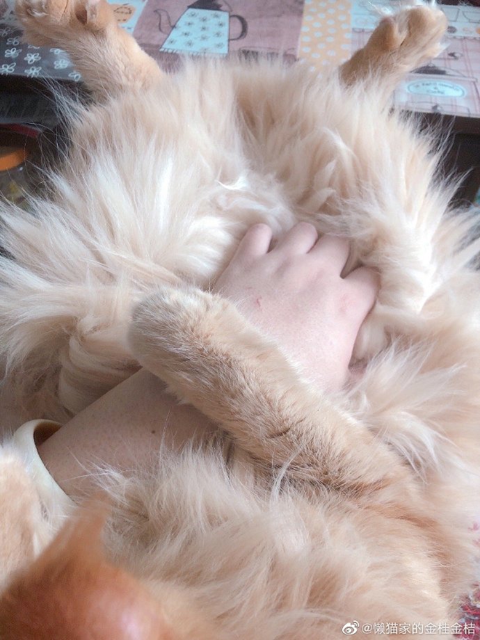 猫图片|宠物猫|猫咪|