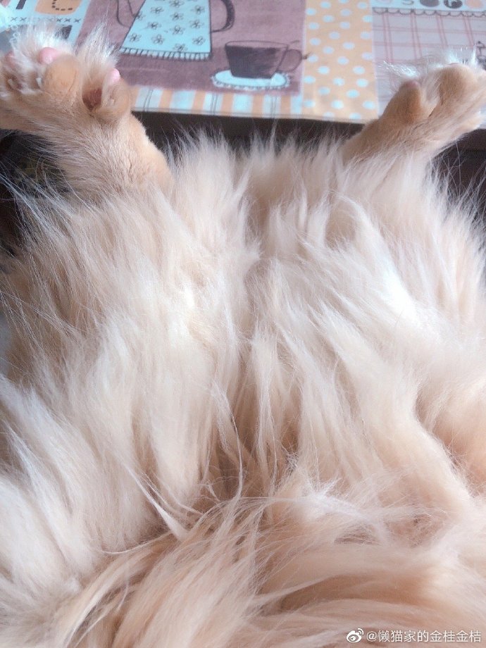 猫图片|宠物猫|猫咪|